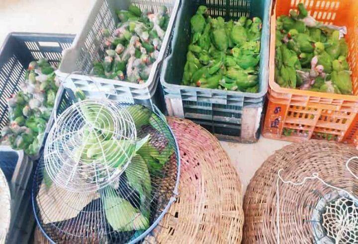 Seizure of 600 parrots and 300 birds kept for sale in houses in Trichy திருச்சி : விற்பனைக்காக வீடுகளில் பதுக்கி வைக்கப்பட்ட 600 கிளிகள், 300 குருவிகள்  பறிமுதல்