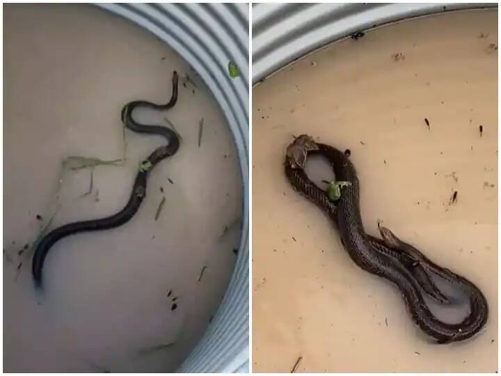 Viral video: rats and frogs ride on snake back to save life video will surprise Viral Video: প্রাণ বাঁচাতে সাপের পিঠে সওয়ার ইঁদুর, ব্যাঙ! ভাইরাল ভিডিও 
