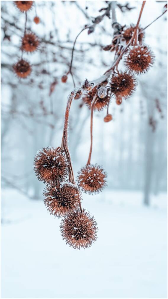 IRCTC: जम्मू से लेकर श्रीनगर तक बजट में करें वादियों की सैर
