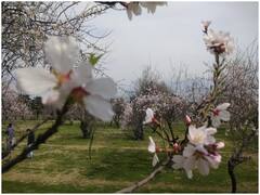 Photos: कश्मीर में आया बहार का मौसम, ‘जन्नत’ जैसी दिख रही घाटी, देखें तस्वीरें