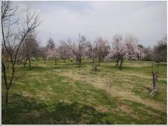 ਕਸ਼ਮੀਰ 'ਚ ਬਸੰਤ ਦਾ ਮੌਸਮ, 'ਜੰਨਤ' ਤੋਂ ਵੀ ਜ਼ਿਆਦਾ ਖੂਬਸੂਰਤ ਲੱਗਣ ਲੱਗੀ ਘਾਟੀ ਦੀਆਂ ਸ਼ਾਨਦਾਰ ਤਸਵੀਰਾਂ