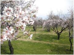 Photos: कश्मीर में आया बहार का मौसम, ‘जन्नत’ जैसी दिख रही घाटी, देखें तस्वीरें