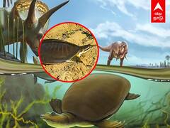 Softshell Turtle: டைனோசர்கள் காலத்தில் வாழ்ந்த ஆமை..வியப்பில் ஆழ்த்திய கண்டுபிடிப்பு