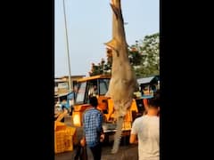 WATCH | Critically Endangered Sawfish Caught Off Karnataka Coast, Auctioned By Fishermen