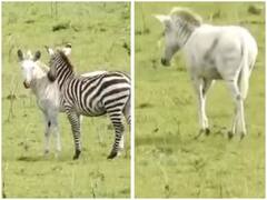इस नेशनल पार्क में दिखा प्रकृति का करिश्मा, सफेद रंग के जेब्रा की हो रही चर्चा