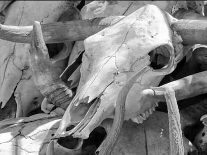Is Sugar Vegan Bone Char Filtration The Industry’s Dirty Secret White Sugar : சர்க்கரை அசைவமா? மாட்டின் எலும்பு பயன்படுத்தப்படுகிறதா? எல்லா கேள்விக்கும் இங்கே பதில் இருக்கு..