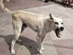 Telangana: Stray Dog Seen Carrying Severed Head Of Newborn, Hyderabad Police Searching For Torso