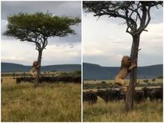 भैंसों के झुंड के आगे दुम दबाकर भागा शेर, जान बचाने के लिए पेड़ पर चढ़ा