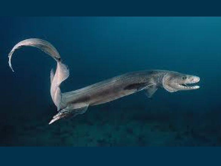 rare-sawfish-was-netted-by-fishermen-in-karnataka-malpe-a-sawfish-or-a-carpenter-shark-is-a-critically-endangered-species-in-india Rare Sawfish: कर्नाटकात मच्छिमारांनी पकडला 250 किलोचा दुर्मिळ मासा, क्रेनच्या मदतीने काढला बाहेर