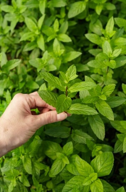 Herbal Farming: 3 महिने में 3 गुना पैसा कमाकर देगी मेंथा की फसल, जानें इसके फायदे