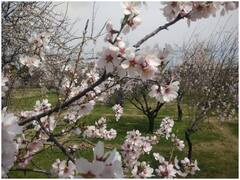 Photos: कश्मीर में आया बहार का मौसम, ‘जन्नत’ जैसी दिख रही घाटी, देखें तस्वीरें