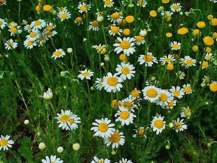 Jashpur: जर्मनी कैमोमाइल की खेती से किसानों की बढ़ेगी आय, इन चीजों में होता है इस्तेमाल, जानिए क्या है तरीका Jashpur You can cultivate German chamomile in Jashpur know what is its method and uses ANN Jashpur: जर्मनी कैमोमाइल की खेती से किसानों की बढ़ेगी आय, इन चीजों में होता है इस्तेमाल, जानिए क्या है तरीका