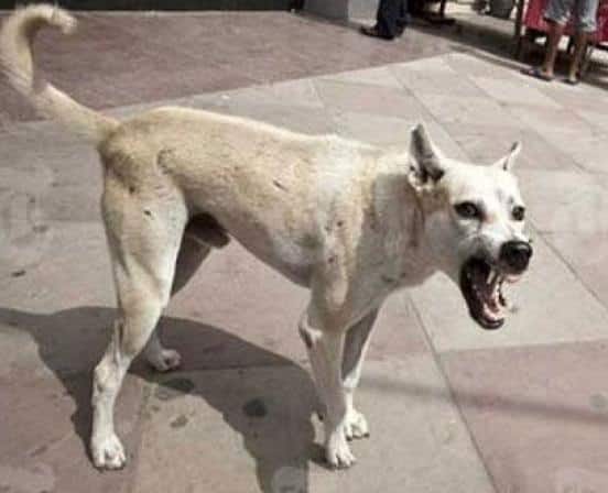 Maharashtra: Woman injured after leaving dog on body, case filed against owner, incident at Beed Beed: अंगावर कुत्रा सोडल्यानं महिला जखमी, मालकाविरोधात गुन्हा दाखल, बीड येथील घटना