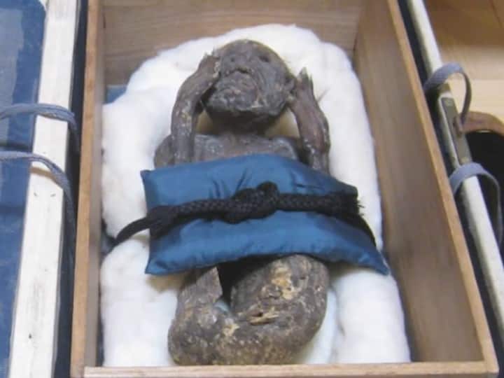 300-year-old Mermaid mummy in Japan is probably a gruesome monkey-fish mix Mermaid in Japan: ఆ ‘మత్స్యకన్య’ నిజమైనదే, కోతి-చేప కలయికే కారణం? దీన్ని తింటే 800 ఏళ్లు బతికేయొచ్చా?