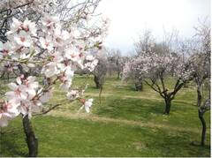 ਕਸ਼ਮੀਰ 'ਚ ਬਸੰਤ ਦਾ ਮੌਸਮ, 'ਜੰਨਤ' ਤੋਂ ਵੀ ਜ਼ਿਆਦਾ ਖੂਬਸੂਰਤ ਲੱਗਣ ਲੱਗੀ ਘਾਟੀ ਦੀਆਂ ਸ਼ਾਨਦਾਰ ਤਸਵੀਰਾਂ