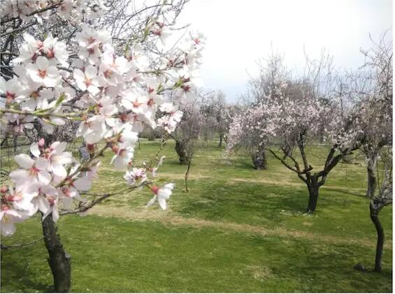 ਕੜਾਕੇ ਦੀ ਠੰਢ ਅਤੇ ਰਿਕਾਰਡ ਬਰਫਬਾਰੀ ਤੋਂ ਬਾਅਦ ਮੌਸਮ ਚੰਗੇ ਹੋਣ ਕਾਰਨ ਕਸ਼ਮੀਰ ਘਾਟੀ ਵਿੱਚ ਬਸੰਤ ਰੁੱਤ ਆ ਗਈ ਹੈ। ਸੁਹਾਵਣੇ ਮੌਸਮ ਦਾ ਆਨੰਦ ਮਾਣਨ ਵਾਲੇ ਇਨ੍ਹਾਂ ਸੈਲਾਨੀਆਂ ਨੂੰ ਜਿੱਥੇ ਇੱਕ ਪਾਸੇ ਬਦਾਮ ਦੇਖਣ ਨੂੰ ਮਿਲ ਰਹੇ ਹਨ, ਉੱਥੇ ਹੀ ਦੂਜੇ ਪਾਸੇ ਸਰਕਾਰ ਵੀ ਇਸ ਮੌਕੇ ਦਾ ਫਾਇਦਾ ਉਠਾਉਣ ਲਈ ਰੁਕੀ ਹੋਈ ਸੈਰ-ਸਪਾਟਾ ਸਨਅਤ ਨੂੰ ਮੁੜ ਸੁਰਜੀਤ ਕਰਨ ਦੀ ਤਿਆਰੀ ਕਰ ਰਹੀ ਹੈ।