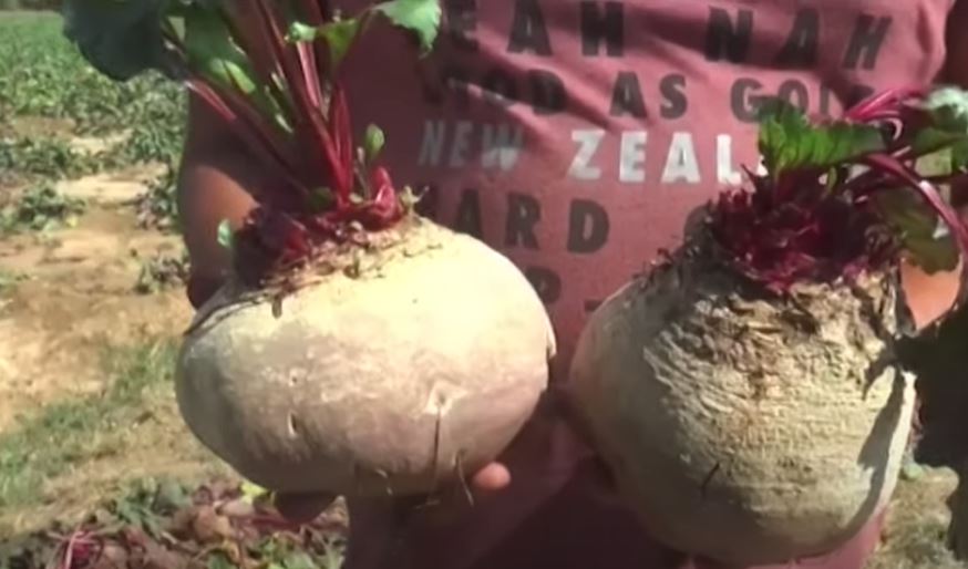 Beetroot Farming: મહેસાણાનો આ પટેલ ન્યૂઝીલેન્ડથી બીટનું બિયારણ મંગાવી કરી રહ્યો છે ખેતી, કરશે મલબખ નફો