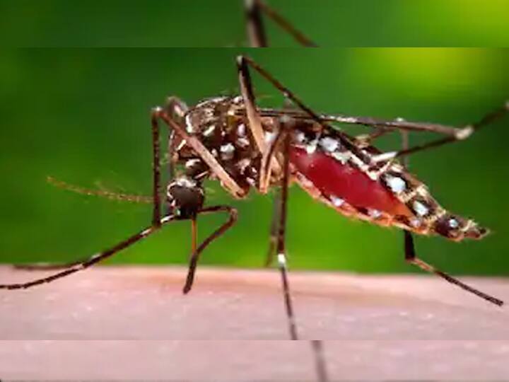 New Delhi: Dengue broke the record of last 6 years more than 50 cases have been received so far ANN Delhi News: दिल्ली में डेंगू ने तोड़ा पिछले 6 सालों का रिकॉर्ड, अब तक मिल चुके हैं 50 से ज्यादा मामले