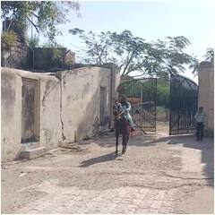 In Pics: पेट्रोल-डीजल हुआ महंगा तो इस शख्स ने शुरु की घोड़े की सवारी, चर्चा में हैं ये तस्वीरें