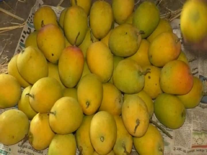 Maharashtra Mumbai mango prices  apmc market mango prices decreases due आंबा खवय्यांना दिलसा, एपीएमसी मार्केटमध्ये आवक वाढल्याने कोकणचा राजा सर्वसामान्यांच्या आवाक्यात