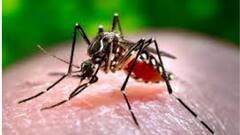 Dengue: ডেঙ্গির ক্ষেত্রে অতি বিপজ্জনক ও বিপজ্জনক পুরসভার তালিকা প্রকাশ রাজ্য নগরোন্নয়ন সংস্থার | Bangla News