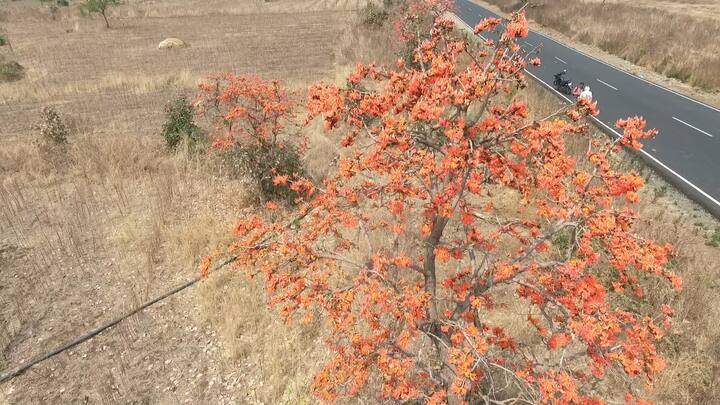 पळसफुलांना  'फ्लेम ऑफ फॉरेस्ट' म्हणजेच जंगलातील ज्योत