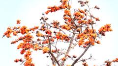 पळस फुलांच्या रंगांनी सजलं सृष्टीचं रुप, मन मोहून टाकणारा पळसाचा बहर