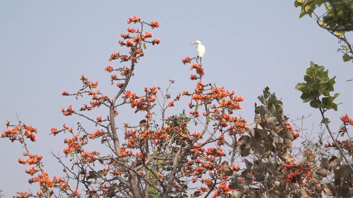 सध्या मनाला सप्तरंगाचा उत्सव असलेल्या होळीची चाहूल लागली आहे.