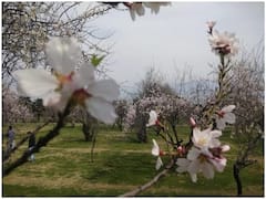 Photos: કાશ્મીરમાં વસંતઋતુ, ‘સ્વર્ગ’ જેવું દેખાઈ રહ્યું છે કાશ્મીર, જુઓ તસવીરો