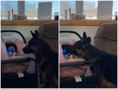 छोटे बच्चे को कुत्ते ने खेलने के लिए दी बॉल, डॉगी की ये बात थी जबरदस्त