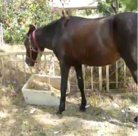 ਸ਼ੇਖ ਯੂਸਫ਼ ਨੂੰ ਜਦੋਂ ਹੁਣ ਕਿਸੇ ਵੀ ਕੰਮ ਲਈ ਵਾਹਨ ਦੀ ਜ਼ਰੂਰਤ ਹੁੰਦੀ ਹੈ ਤਾਂ ਉਹ ਆਪਣੇ ਘੋੜੇ 'ਤੇ ਸਵਾਰ ਹੋ ਕੇ ਘਰੋਂ ਨਿਕਲ ਪੈਂਦੇ ਹਨ।