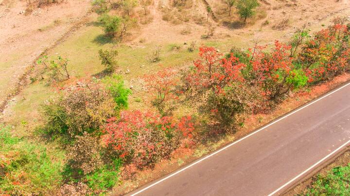 अकोला जिल्ह्यातील महानच्या जंगलातील पळसफुलांचा हा अनोखा रंगोत्सव.