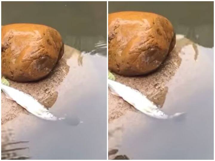 The turtle saved the fish that fainted after coming out of the water पानी से बाहर आने पर मछली हो गई बेहोश, तभी कछुए ने आकर ऐसे बचाई जान