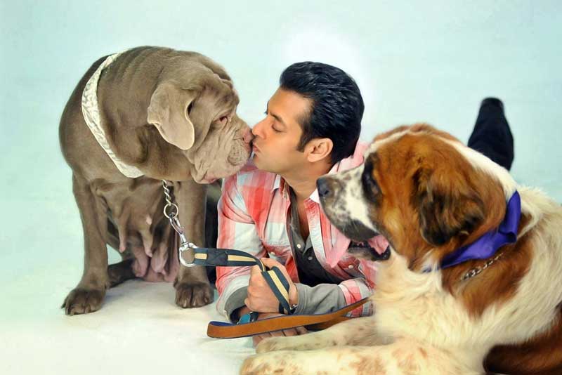 Salman khan online dog name