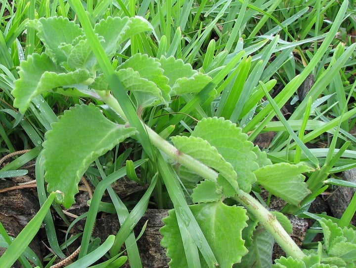 Karpooravalli Mexican Mint Ajwain leaf health benefits Mexican Mint : நெஞ்சு சளி இருக்கா.. இருமல் தொல்லையா.. கற்பூரவல்லி இலையை இப்படி பயன்படுத்தணும்..