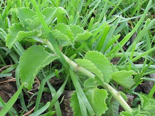 Mexican Mint : நெஞ்சு சளி இருக்கா.. இருமல் தொல்லையா.. கற்பூரவல்லி இலையை இப்படி பயன்படுத்தணும்..