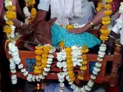 शेतकरी जोडप्याने घातलं वासराचे बारसं, गाव जेवणासह मोठा उत्सव, पाहा फोटो