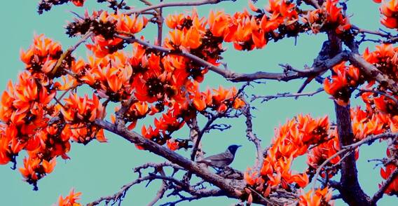 मन मोहून टाकणारा पळसाचा बहर