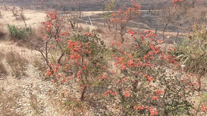 सध्या जंगल फुललंय फळसफुलांच्या लाखो ज्योतींनी