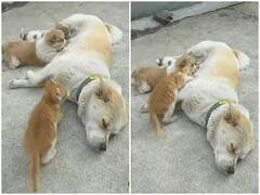 डॉगी ने बिल्ली के बच्चे पर लुटाया मां का प्यार, अपने बच्चों संग पिलाया अपना दूध