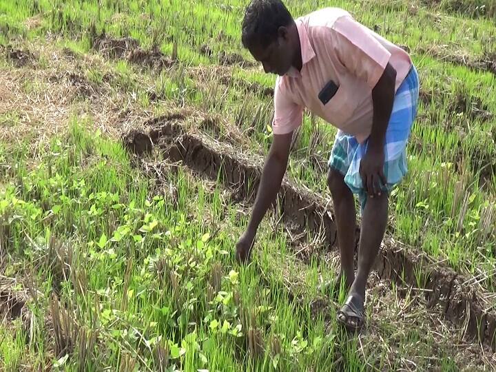 35,000 acres of sorghum cultivation affected by rains in Thiruvarur district திருவாரூர் மாவட்டத்தில் பெய்த மழையால் 35 ஆயிரம் ஏக்கர் உளுந்து பயறு சாகுபடி பாதிப்பு