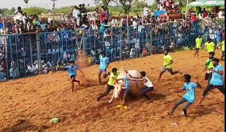 35 cowherds injured in jallikattu match held in Pudukkottai district. புதுக்கோட்டையில் ஜல்லிக்கட்டு - காளையை அடக்க முயன்ற 35 காளையர்கள் காயம்