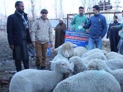 Jammu-Kashmir News: अनंतनाग में आदिवासी युवाओं को मुफ्त में दी गई भेड़, पालन को बढ़ावा देने के लिए उठाए गए हैं कई कदम