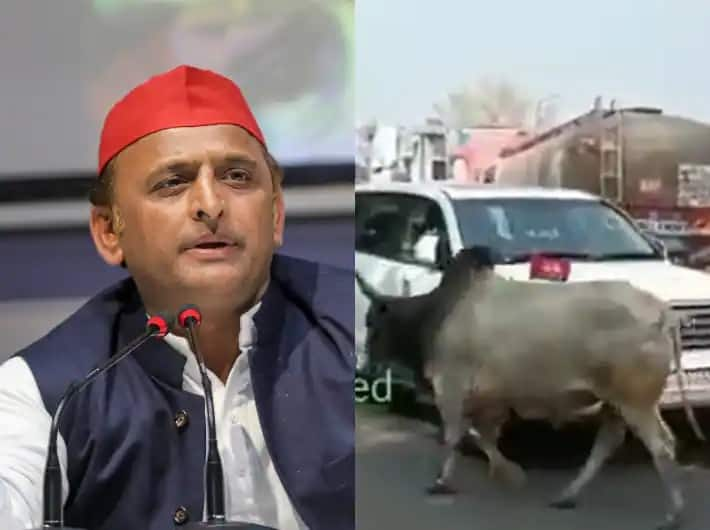 akhilesh yadav twited sarcastic video on the issue of stray animal in UP UP: અખિલેશ યાદવે વીડિયો શેર કરીને લખ્યું સફર મેં સાંડ તો મિલેંગે, જો ચલ સકો તો ચલો... જુઓ વીડિયો