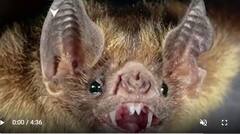 Russia’s biological weapons claims: UNO లో Ukraine పై రష్యా సంచలన ఆరోపణలు నిజమేనా..?|ABP Desam