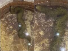 इस देश में मिला हरे रंग का रहस्यमयी फर वाला सांप, वीडियो देख रह जाएंगे हैरान