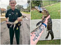 अमेरिकी स्कूल के स्विमिंग पूल में पहुंचा मगरमच्छ, शेरिफ डिपार्टमेंट ने किया रेस्क्यू