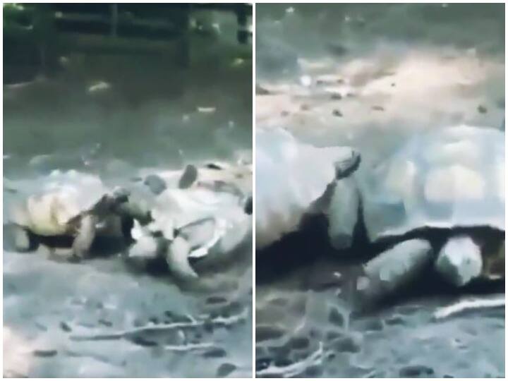 Tortoise came to help tortoise lesson of humanity to humans उल्टे पड़े कछुए की मदद के लिए आगे आया उसका दोस्त, इंसानों को सीखा रहा इंसानियत का पाठ 