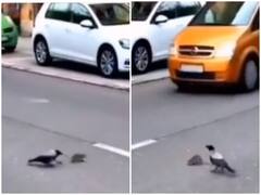 कौवे ने बचाई सड़क पार कर रहे चूहे की जान, वीडियो देख हैरान रह जाएंगे