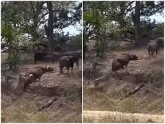 भैसों के झुंड ने शेरनियों का किया जमकर सामना, शिकार छोड़ भागने को मजबूर हुए शिकारी